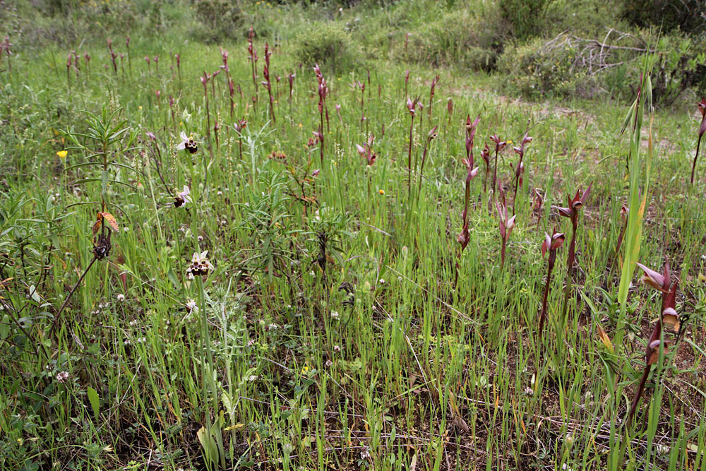 Катаколо, image of landscape/habitat.