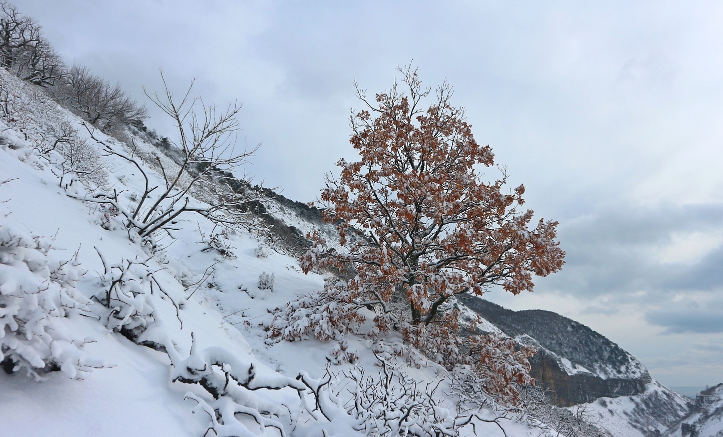 Мыс Большой Утриш, image of landscape/habitat.