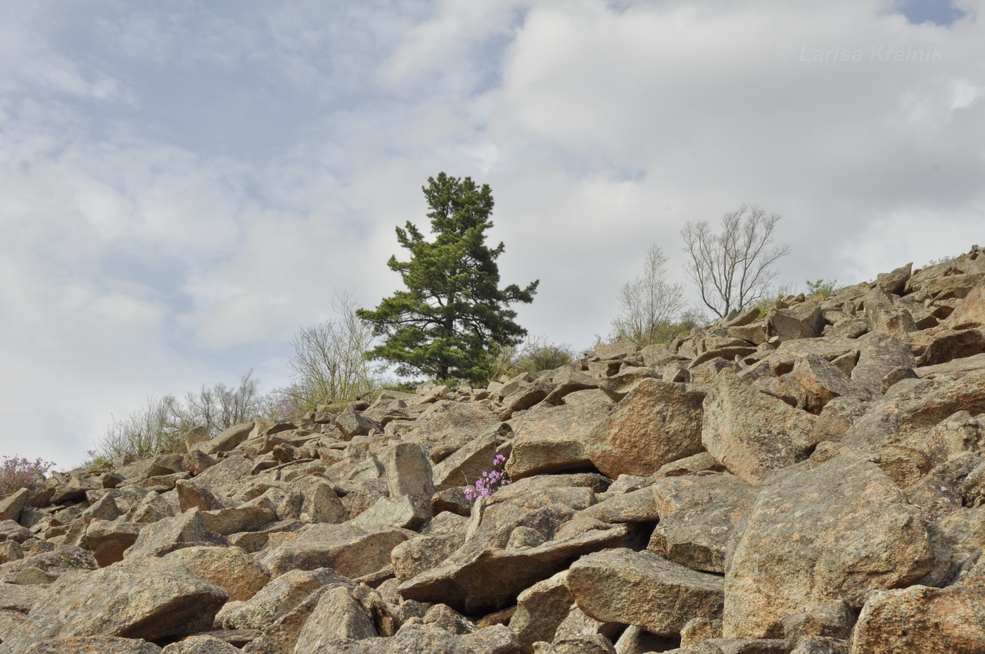 Урочище Щёки (Дарданеллы), image of landscape/habitat.