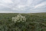 Караларская степь, image of landscape/habitat.