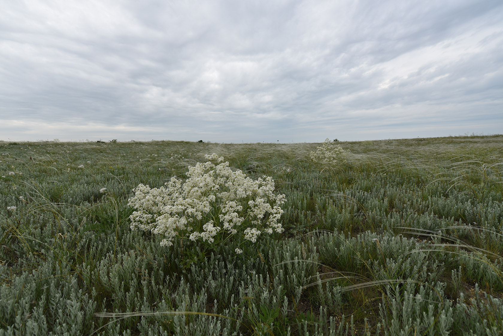 Караларская степь, image of landscape/habitat.