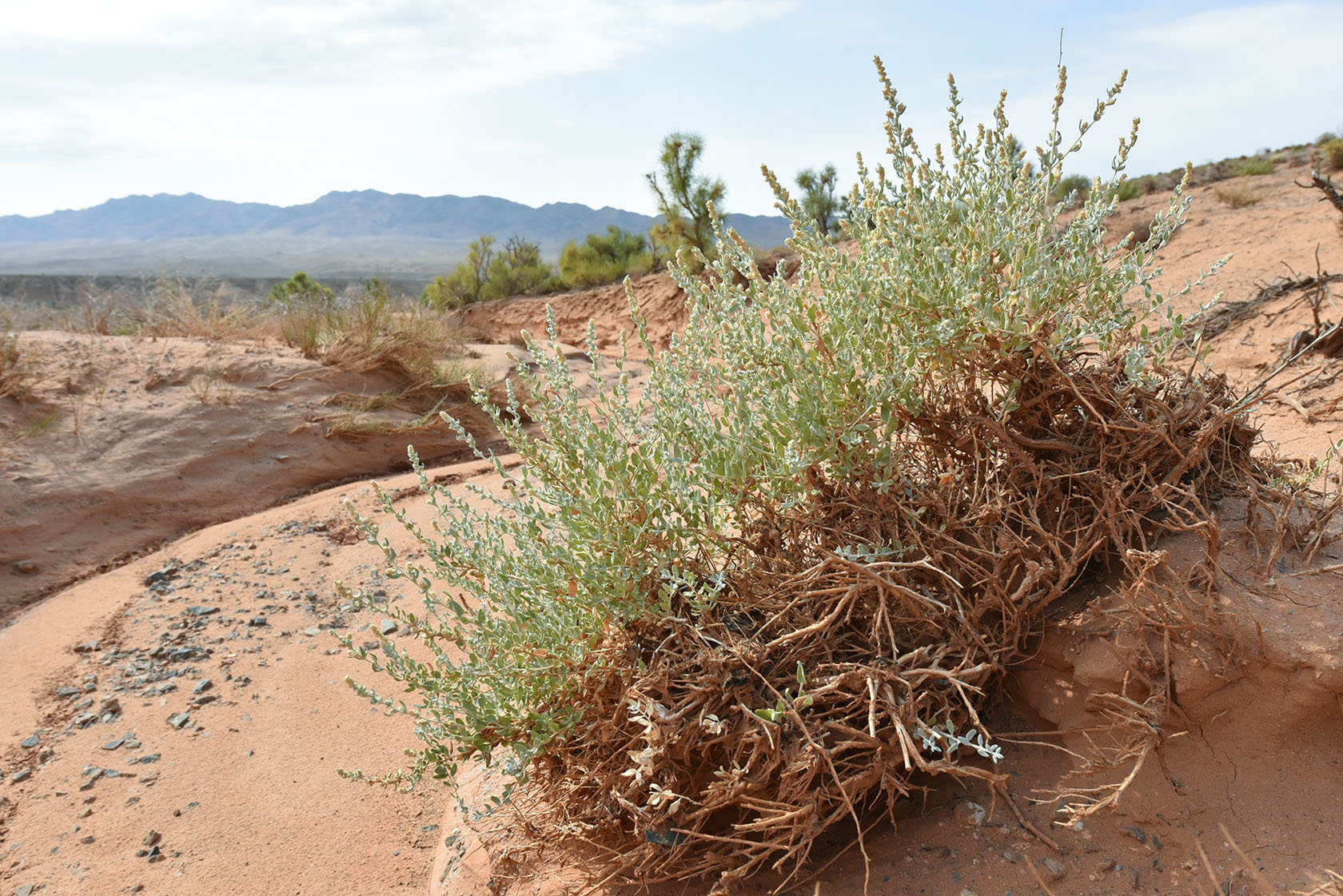 Горы Улькен-Богуты, image of landscape/habitat.