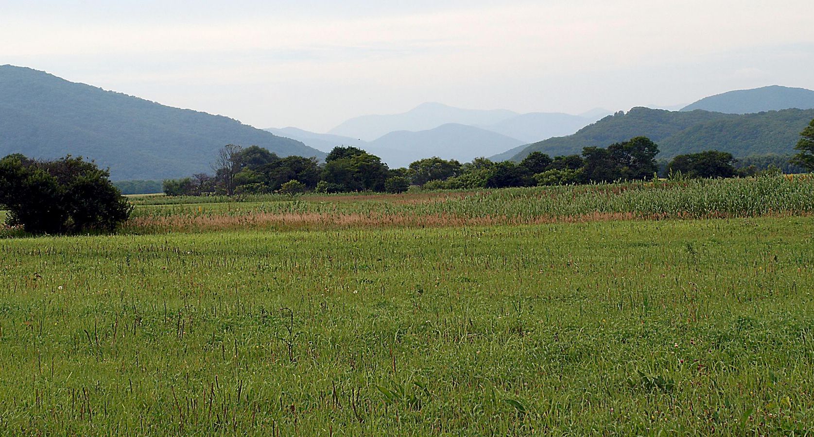 Милоградово, image of landscape/habitat.