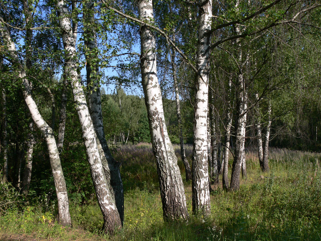 Окрестности г. Чехов, image of landscape/habitat.