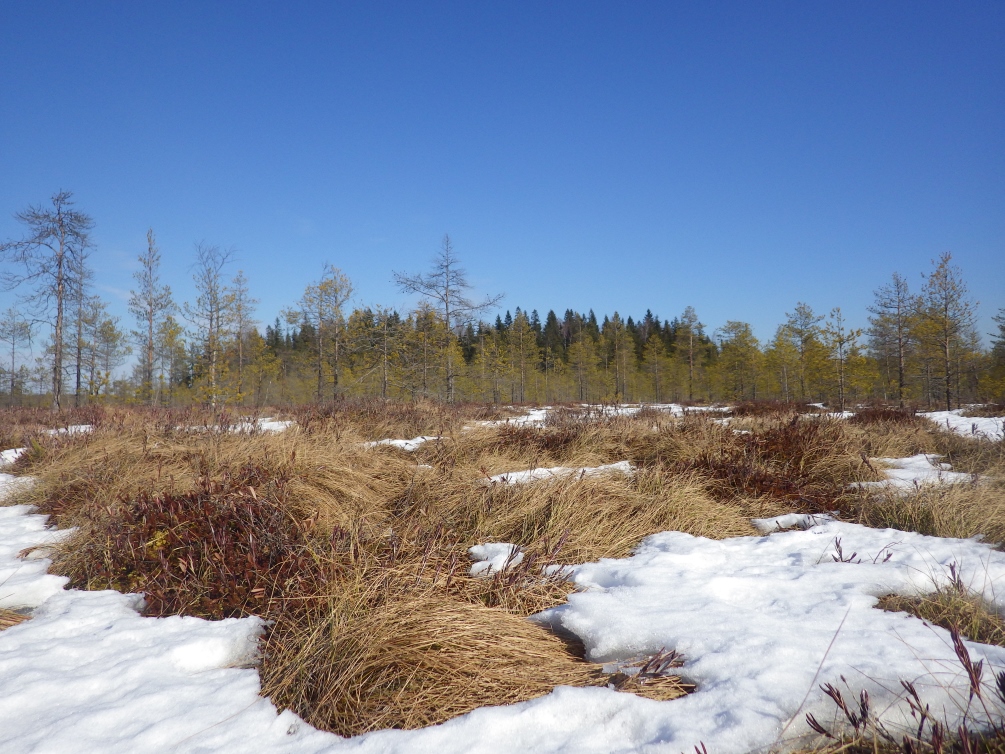 Лаппелово, image of landscape/habitat.