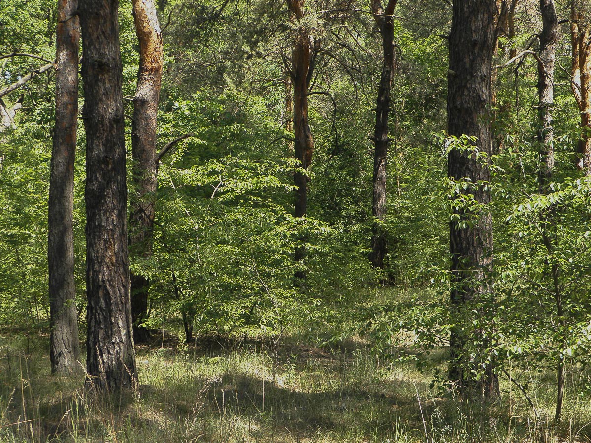 Киев, Днепровский район, image of landscape/habitat.