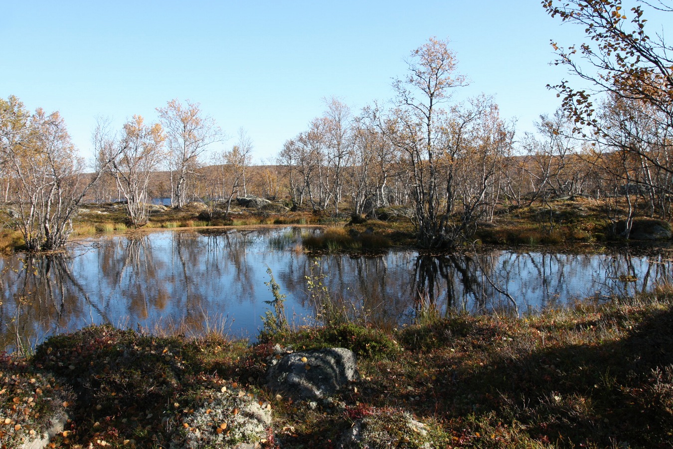 Окрестности озера Лапоть, image of landscape/habitat.