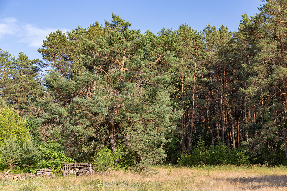 Бобинка и окрестности, image of landscape/habitat.