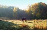 Соколова поляна, image of landscape/habitat.