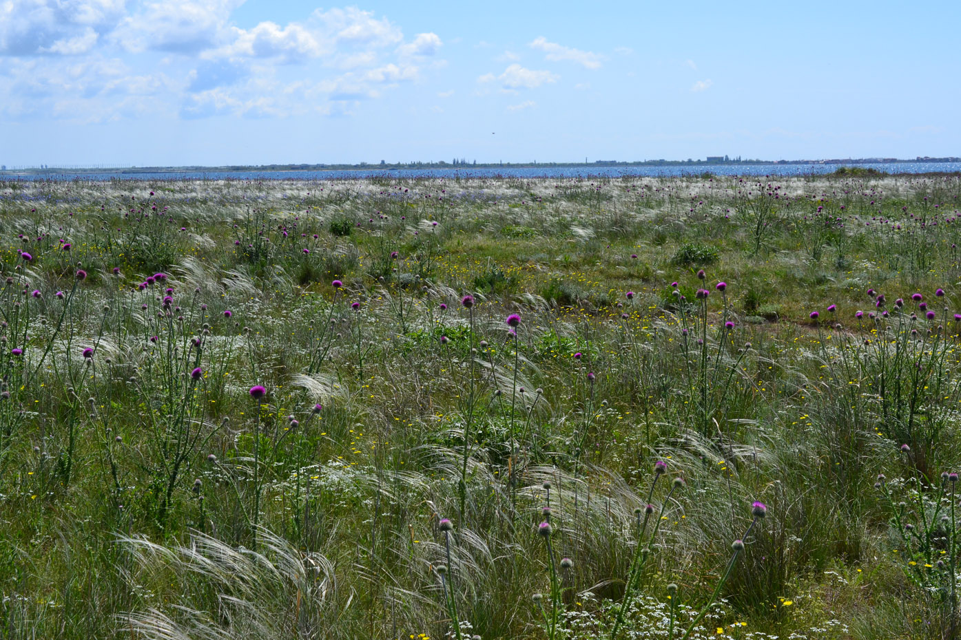 Донузлав, image of landscape/habitat.