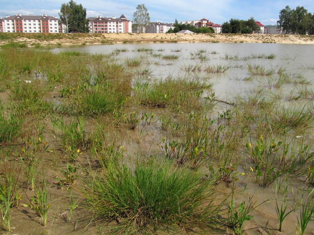Озеро Молодёжное, image of landscape/habitat.