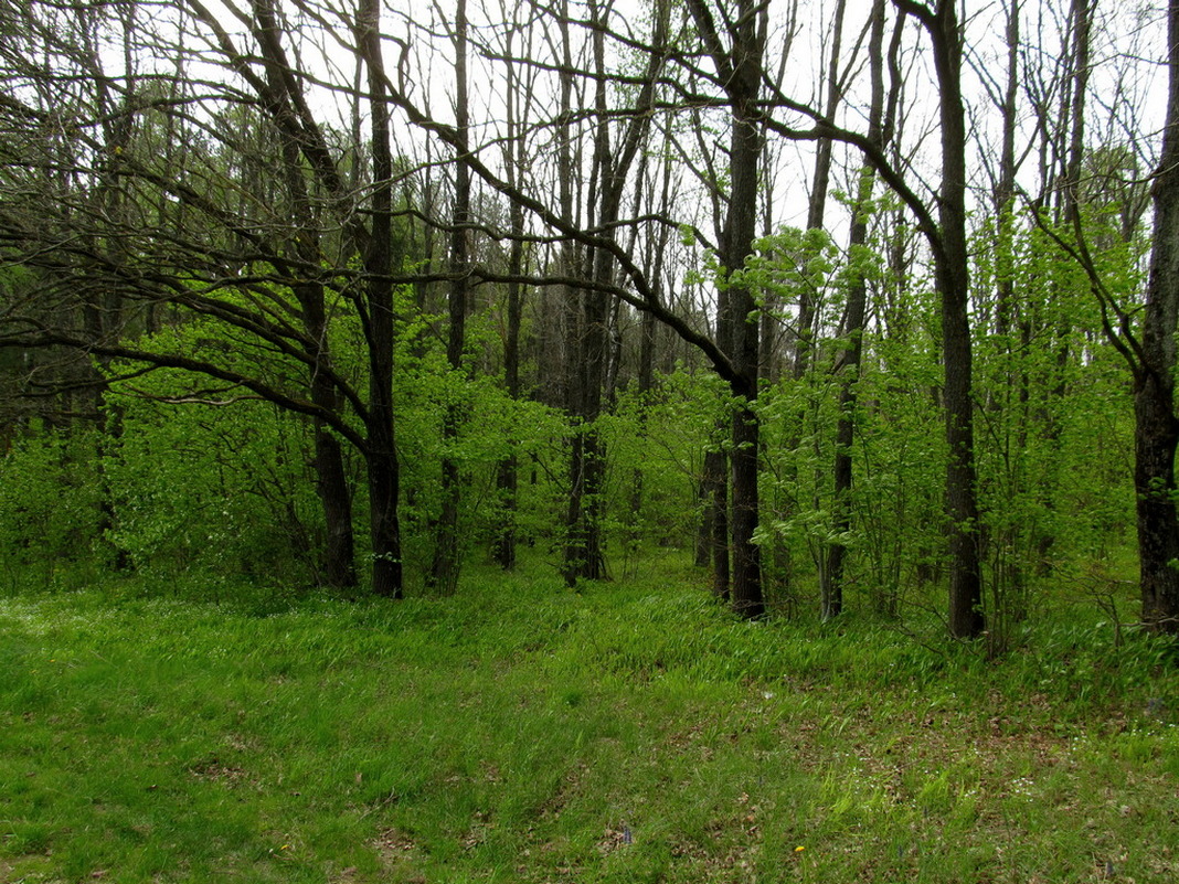 Рутковский пригорок, image of landscape/habitat.