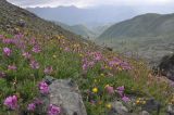 Окрестности озера Абуделаури, image of landscape/habitat.