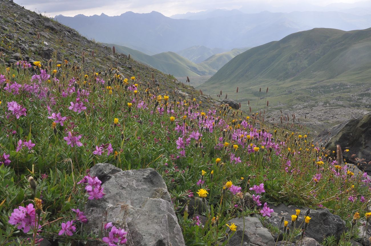 Окрестности озера Абуделаури, image of landscape/habitat.