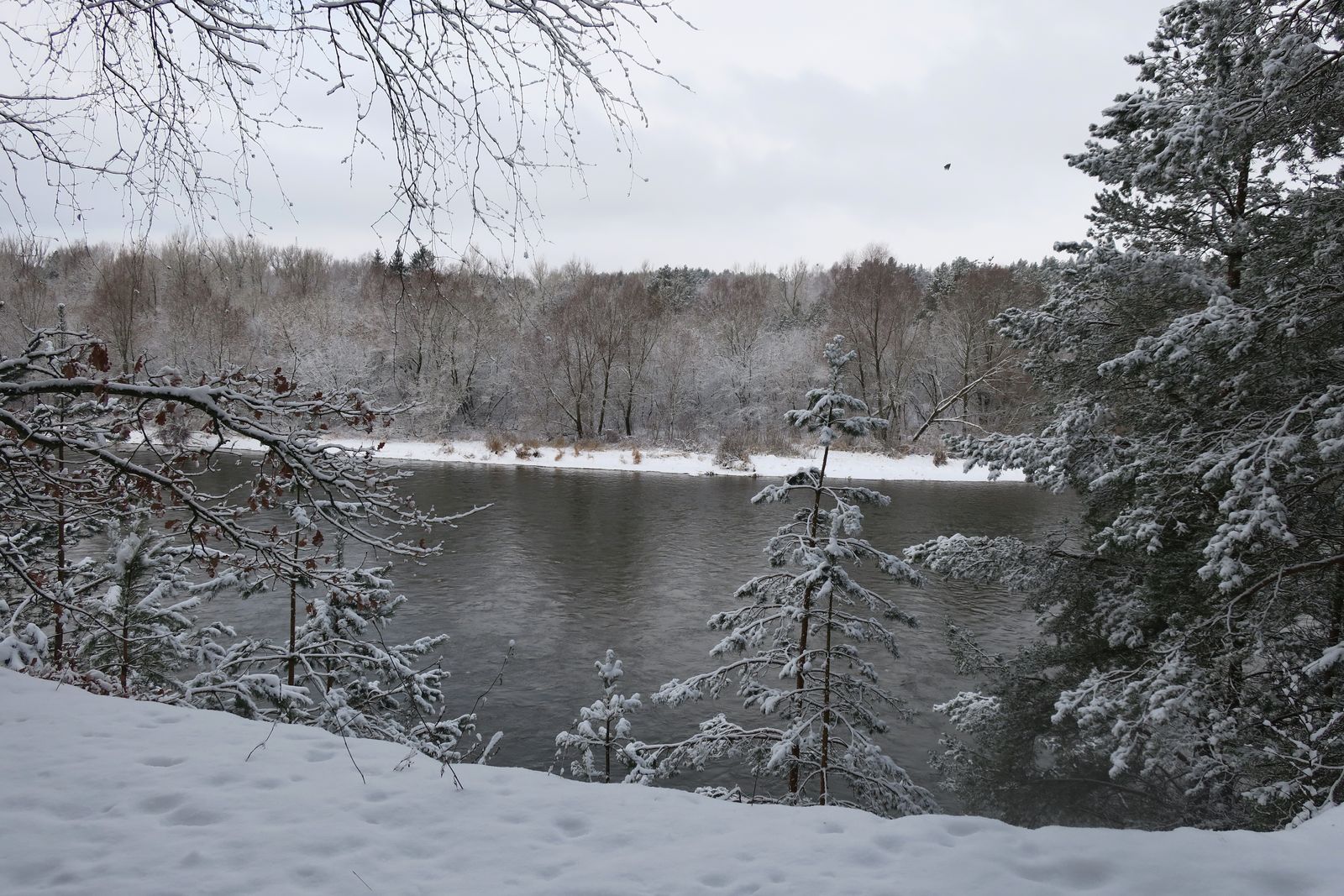 Лесопарк Пышки, image of landscape/habitat.