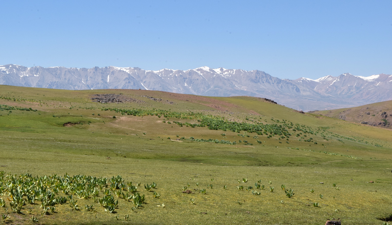 Юг Ангренского плато, изображение ландшафта.