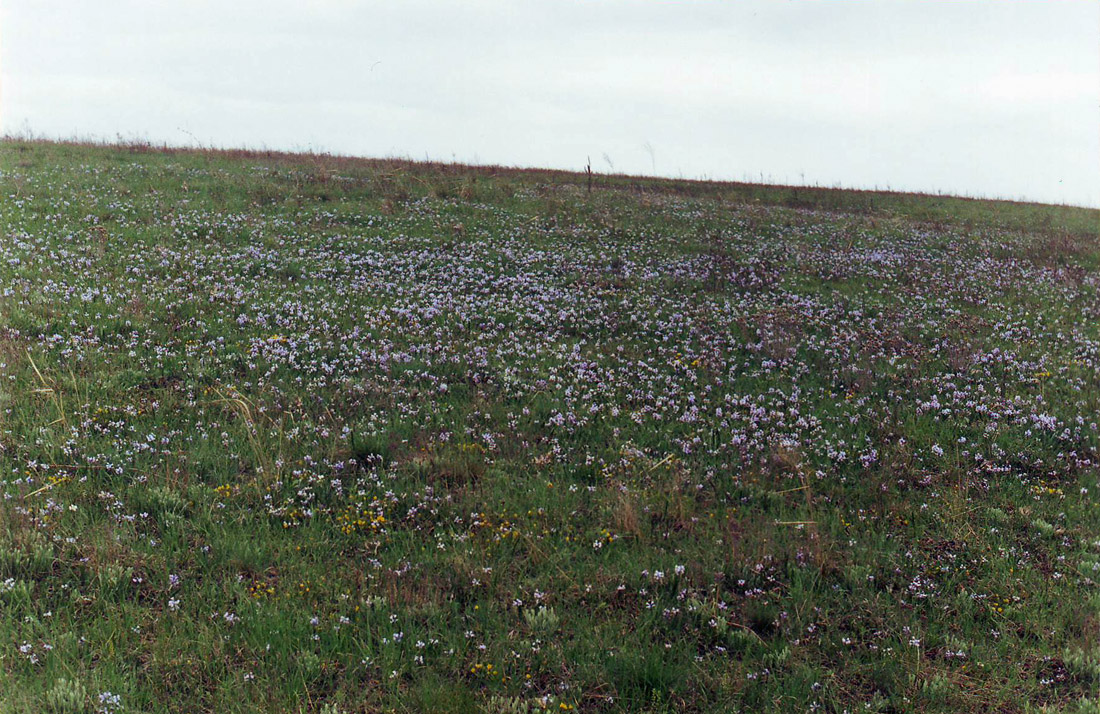 Хомутовская степь, image of landscape/habitat.