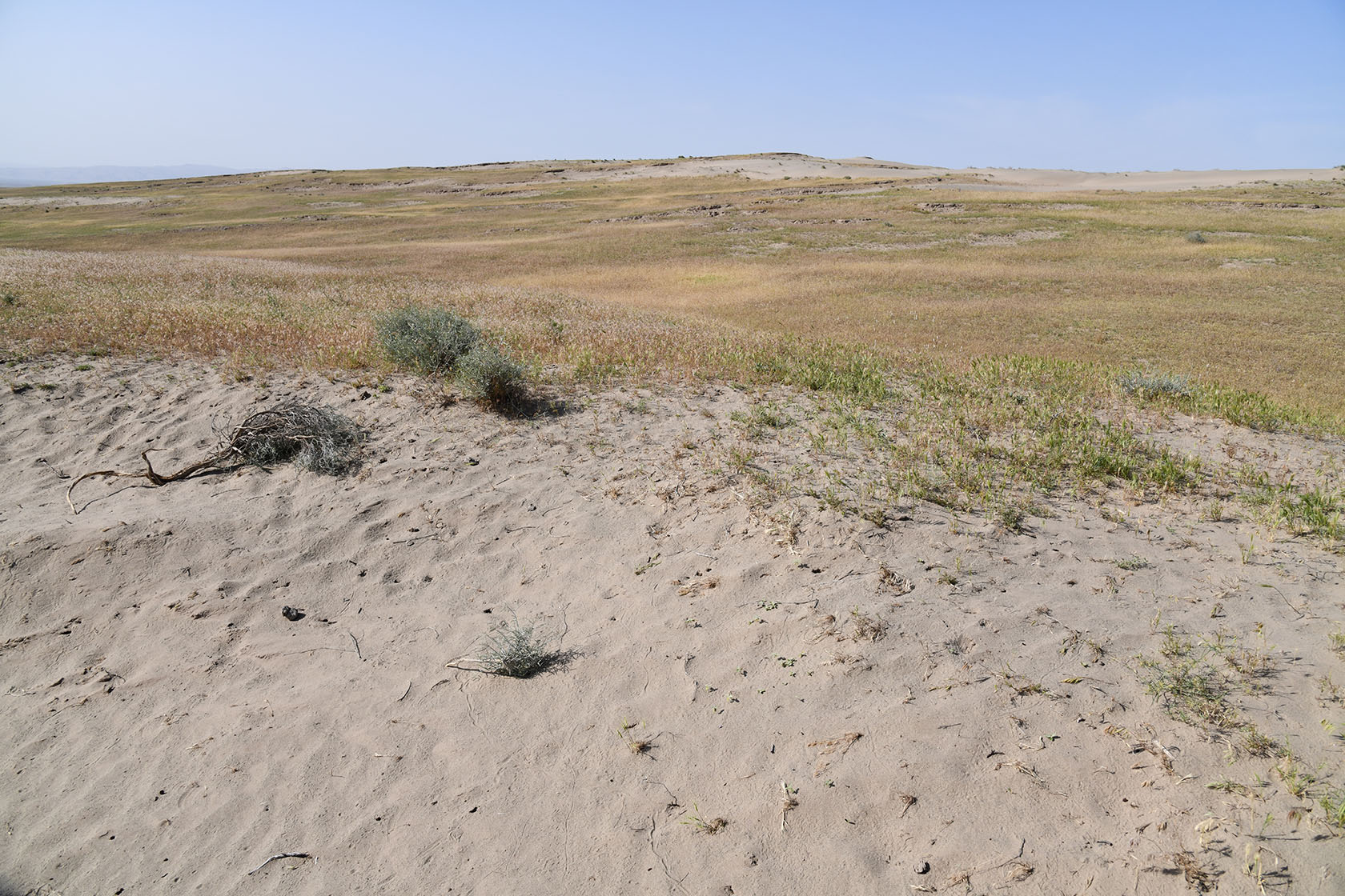 Пески Карадум, image of landscape/habitat.