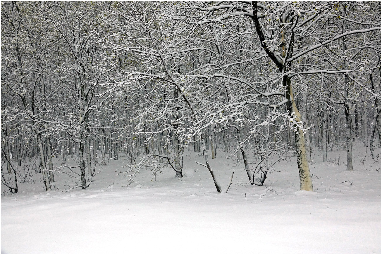 Кузьминский лесопарк, image of landscape/habitat.