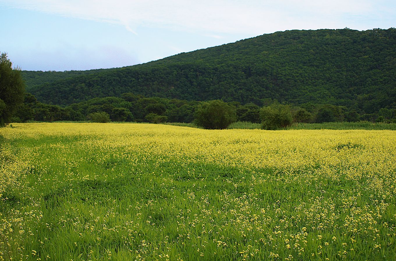 Милоградово, image of landscape/habitat.