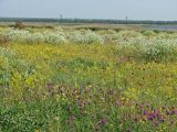 Кривая коса, image of landscape/habitat.