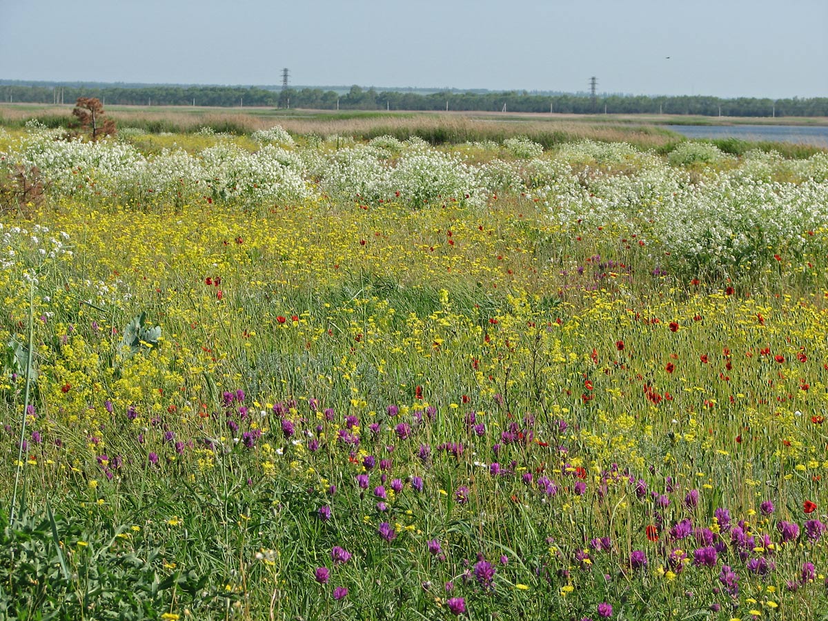 Кривая коса, image of landscape/habitat.