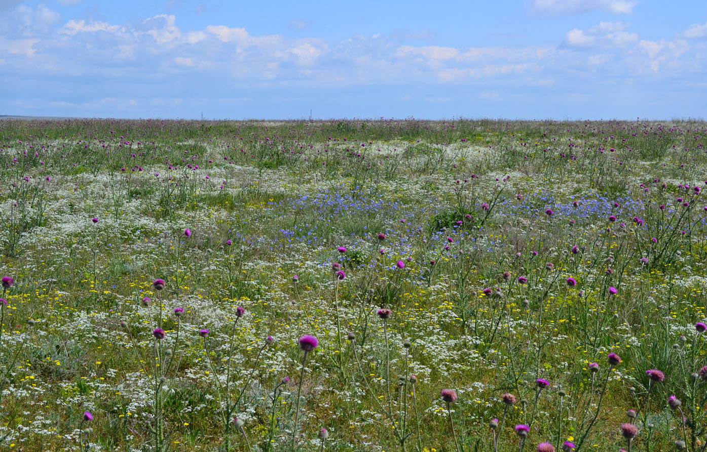 Донузлав, image of landscape/habitat.