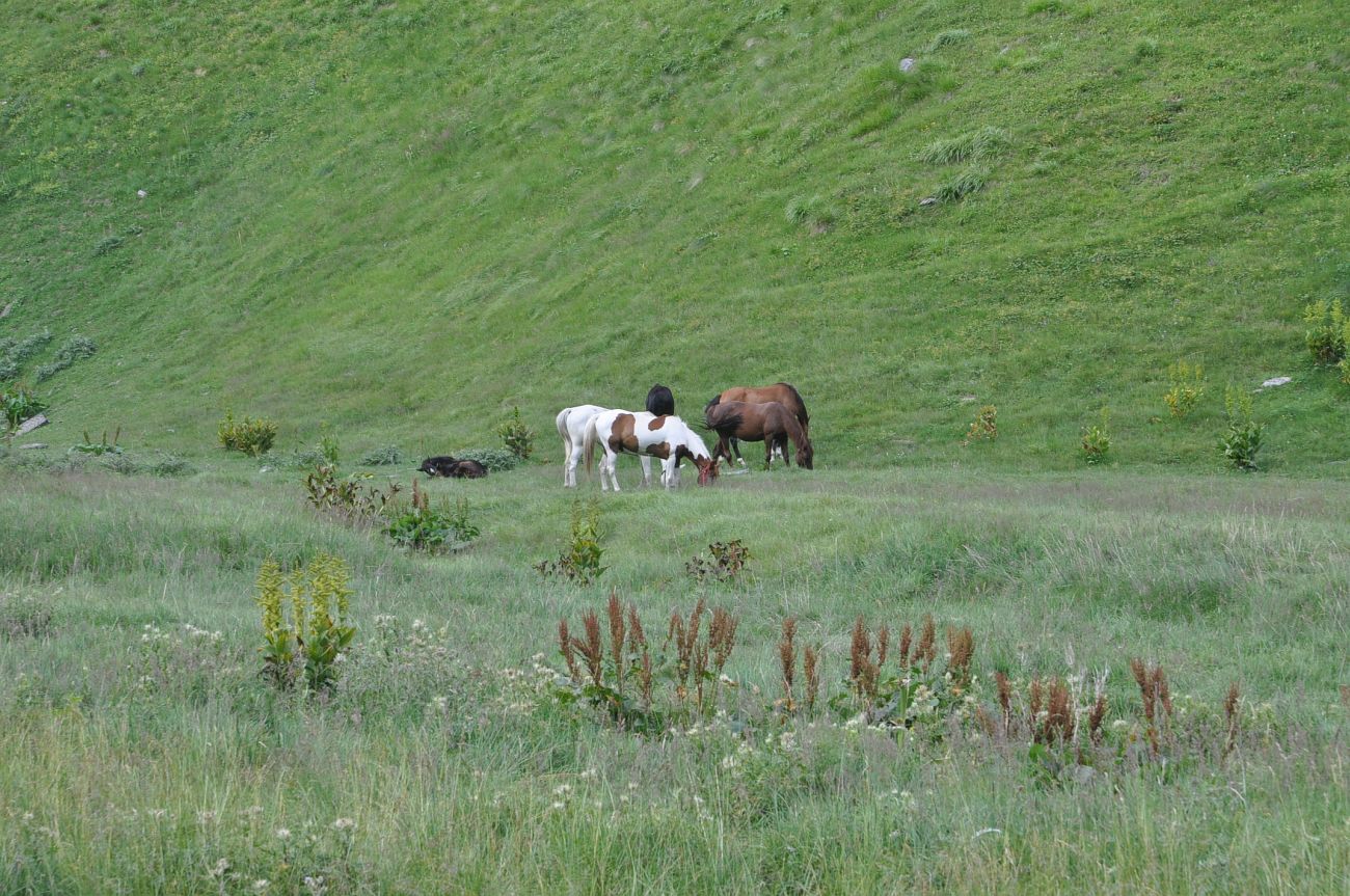 Долина ручья Чаухицхали, image of landscape/habitat.