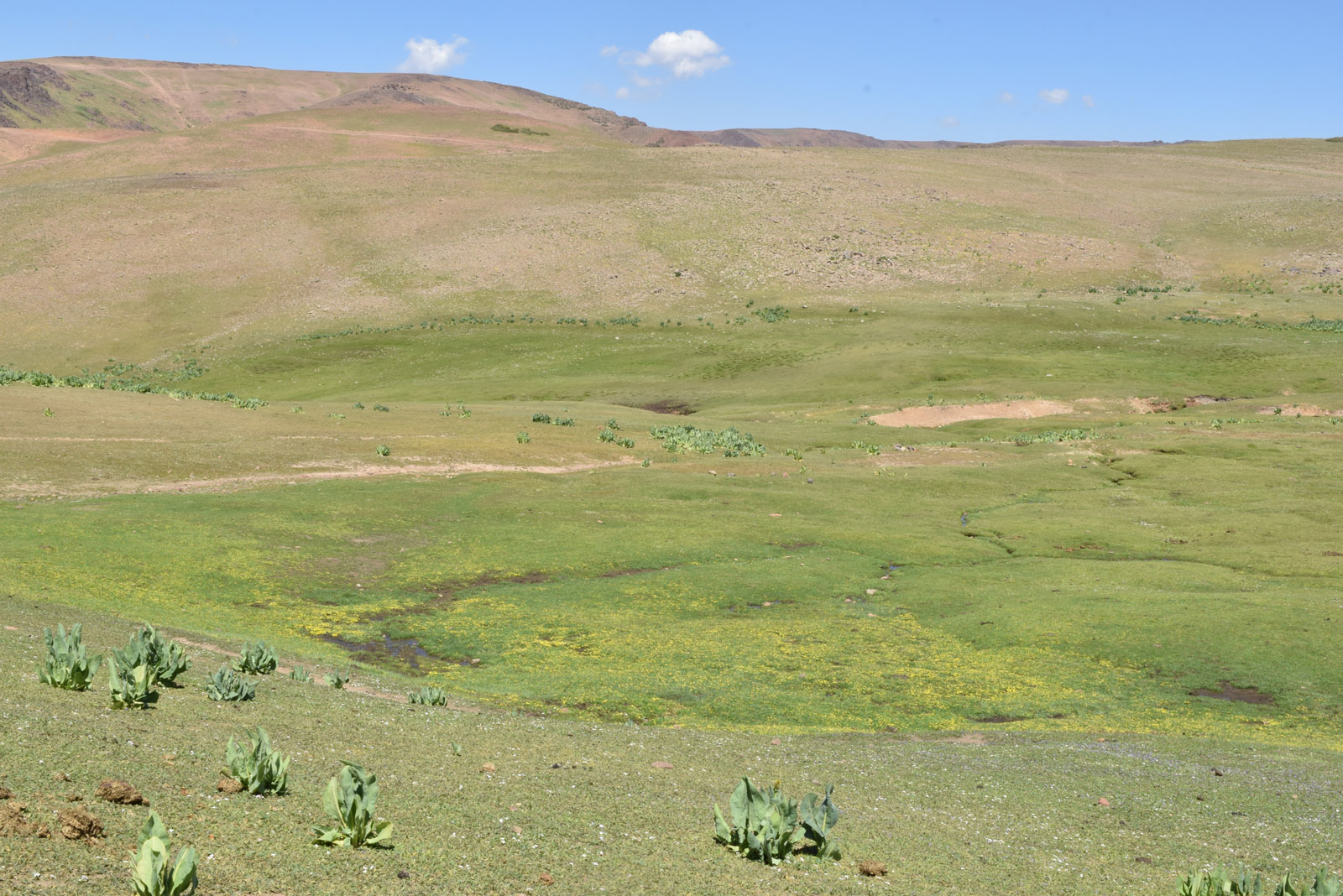 Юг Ангренского плато, image of landscape/habitat.