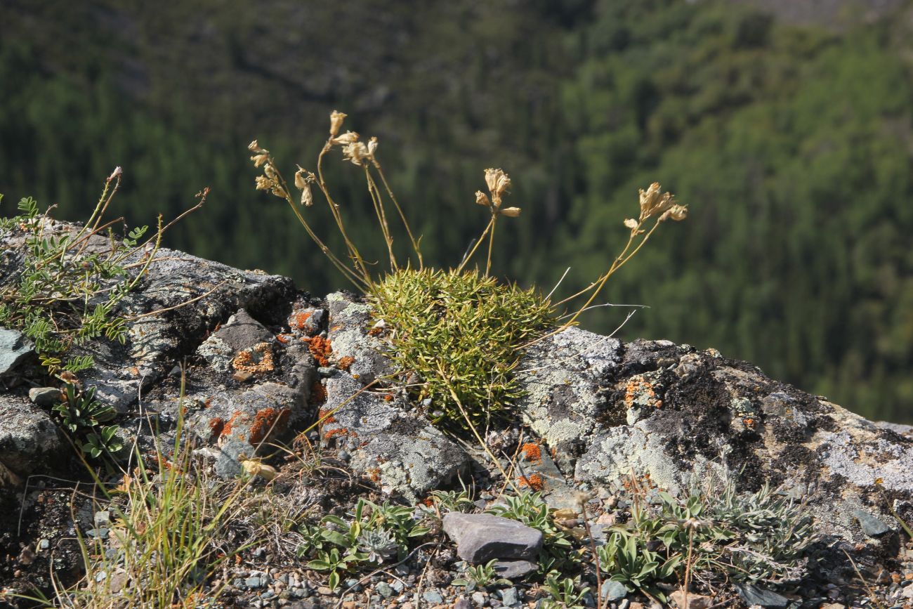 Перевал Кату-Ярык, image of landscape/habitat.