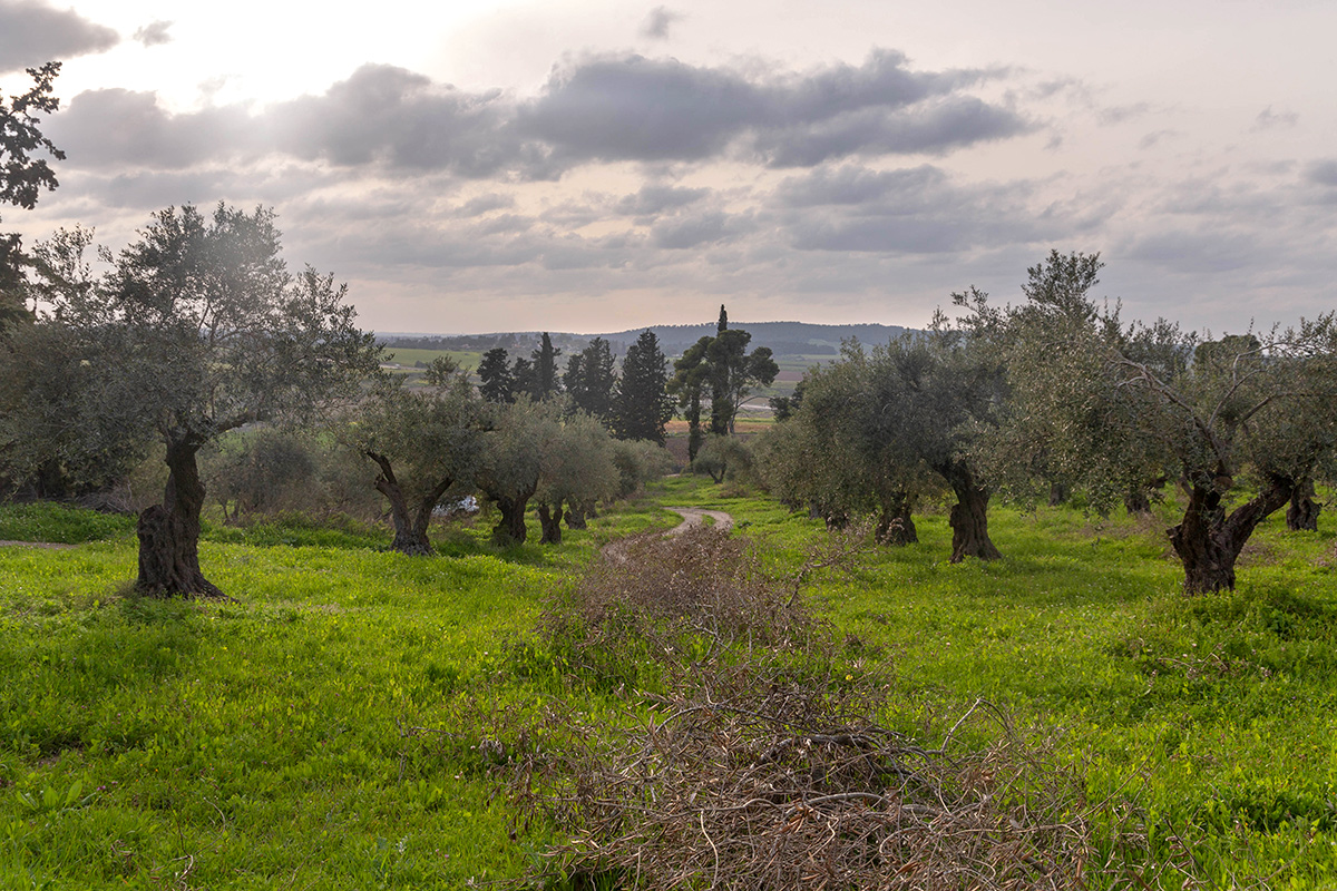 Окрестности Латруна, image of landscape/habitat.