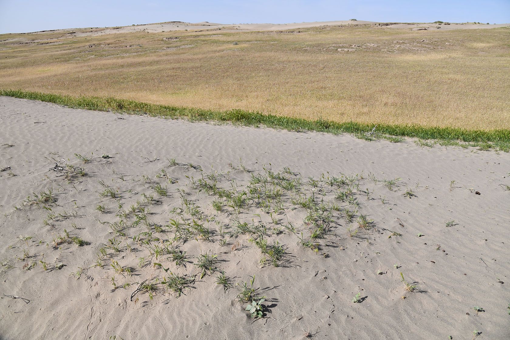 Пески Карадум, image of landscape/habitat.