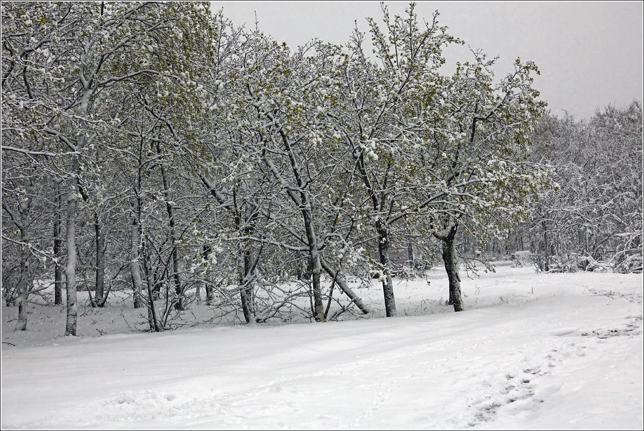 Кузьминский лесопарк, image of landscape/habitat.