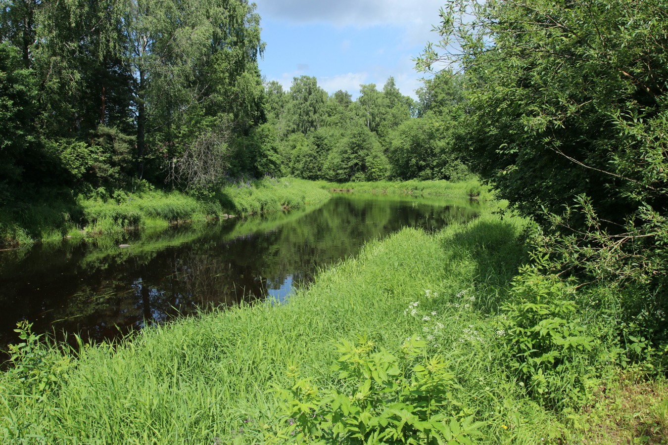 Дачное на Мге, image of landscape/habitat.