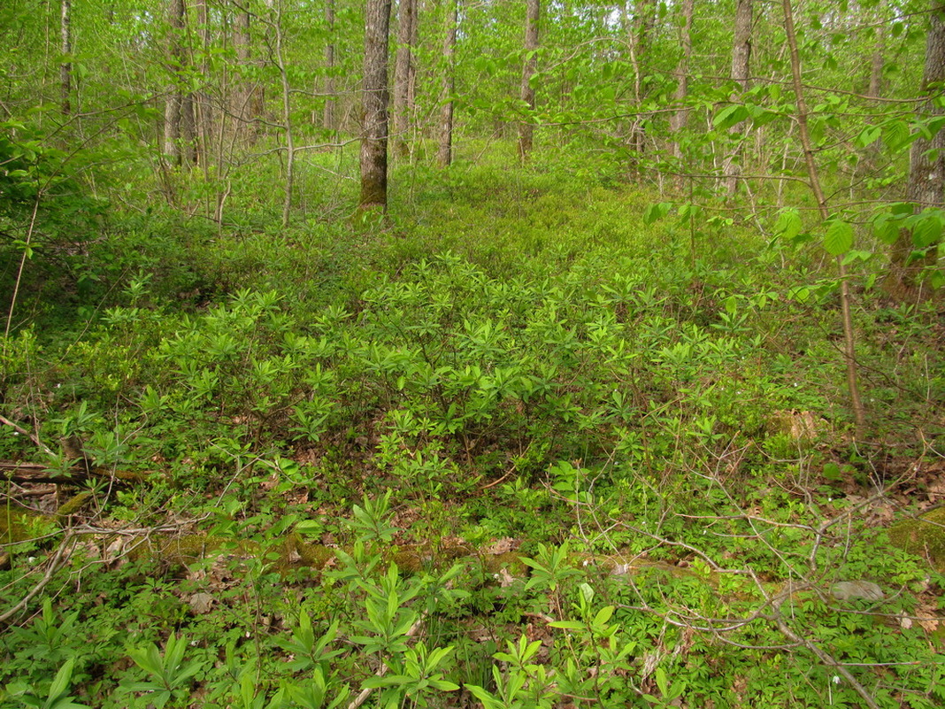 Рутковский пригорок, image of landscape/habitat.