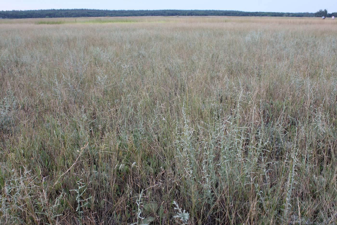 Между Кочерёжками и Булаховкой, image of landscape/habitat.