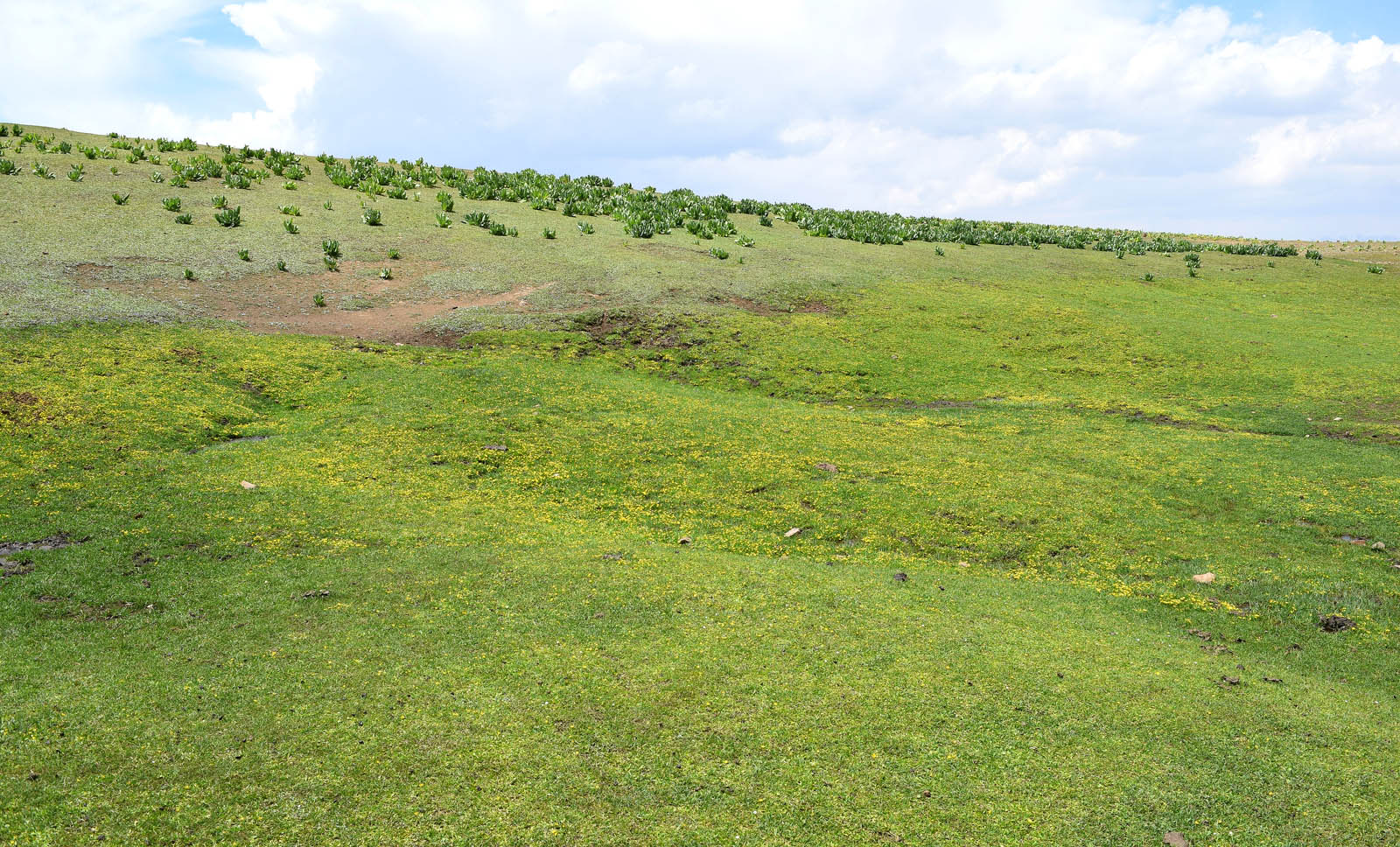 Юг Ангренского плато, image of landscape/habitat.