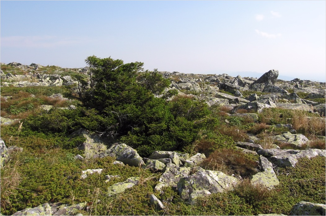 Зигальга, image of landscape/habitat.