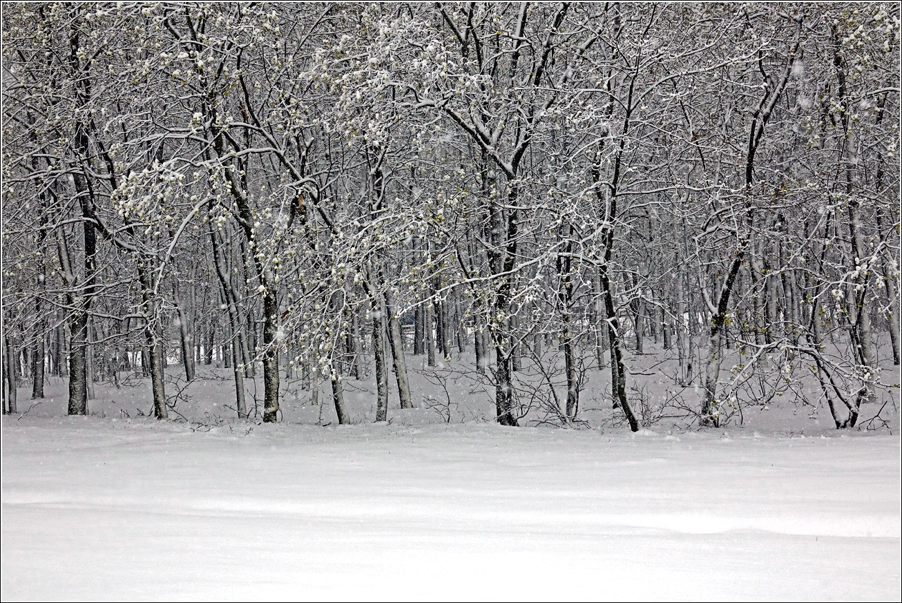 Кузьминский лесопарк, image of landscape/habitat.