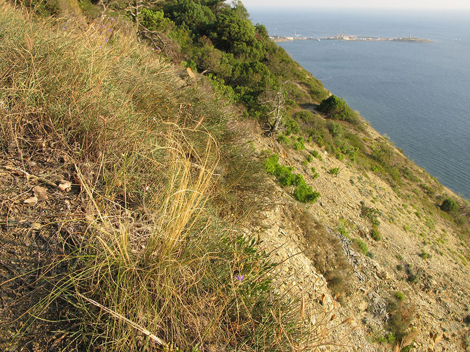 Большой Утриш, гора Солдатская, image of landscape/habitat.