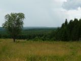 Усть-Шоноша, image of landscape/habitat.