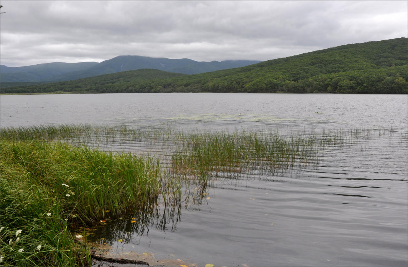 Бухта Голубичная, image of landscape/habitat.