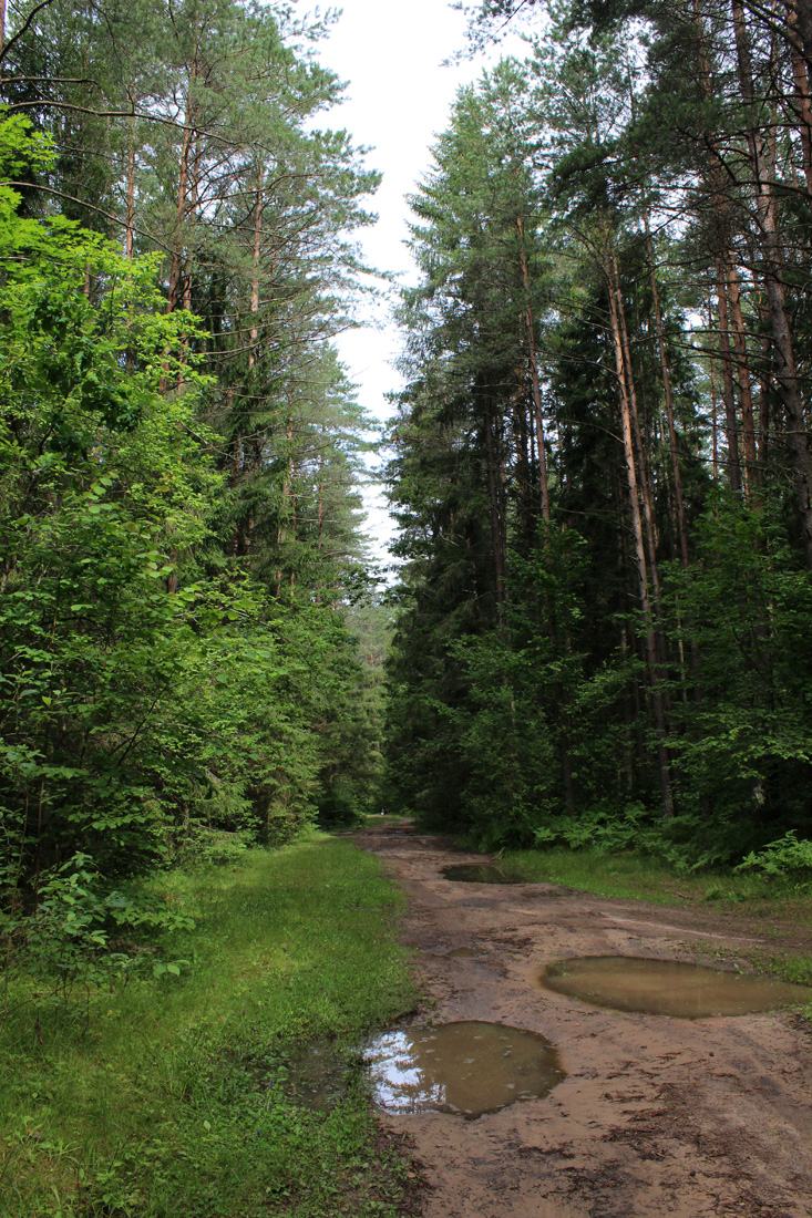 Асино, image of landscape/habitat.