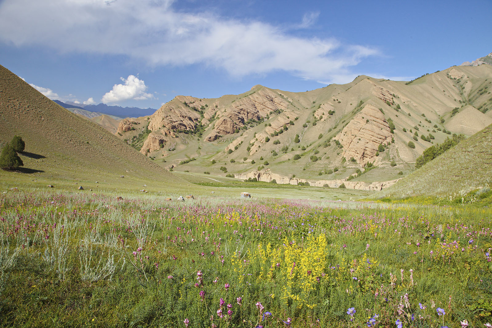 Урочище Арчаты, image of landscape/habitat.