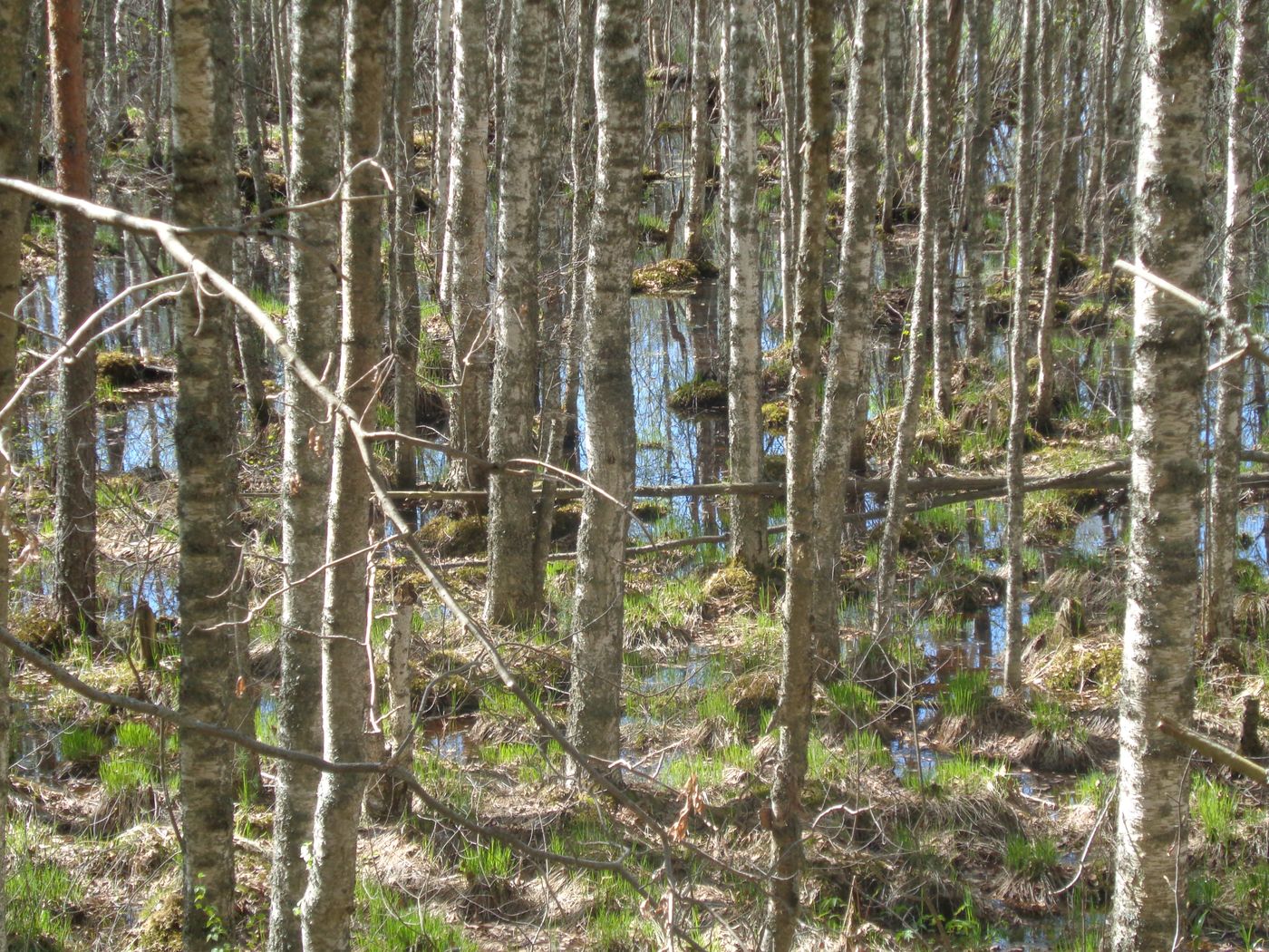 Козье болото, image of landscape/habitat.