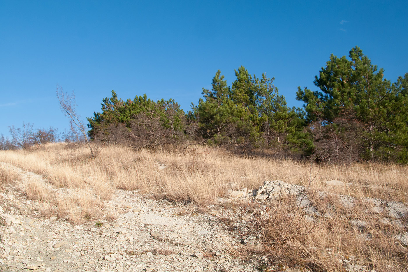 Урочище Солдатский Бугор, image of landscape/habitat.