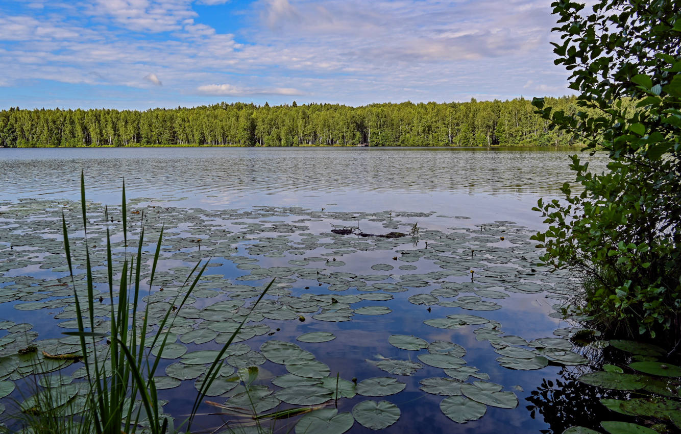 Озеро Свиное, image of landscape/habitat.