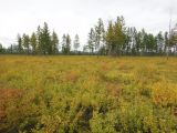 Окрестности Северного, image of landscape/habitat.