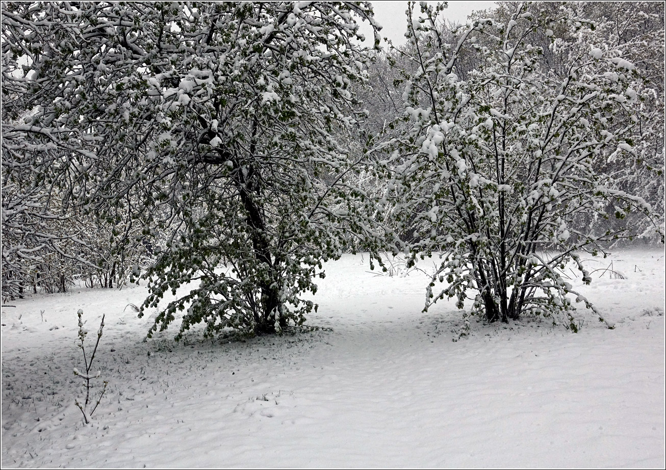 Кузьминский лесопарк, image of landscape/habitat.