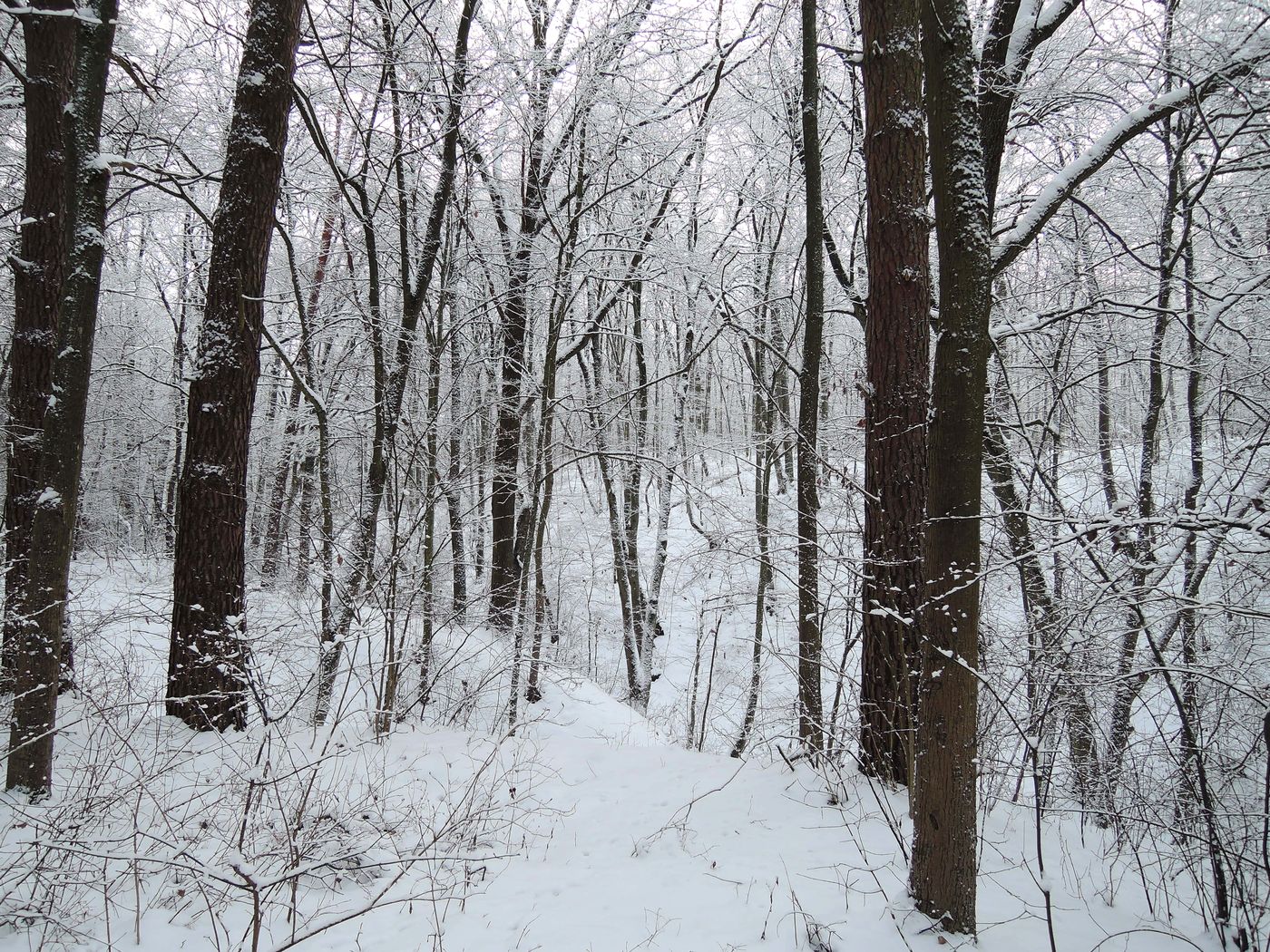 Лесопарк Пышки, image of landscape/habitat.